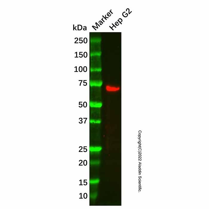 AGBL4 Antibody -    by Aladdin Scientific