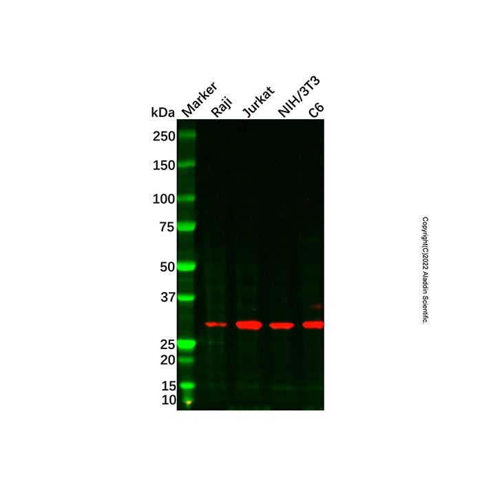 AGPAT1 Antibody -    by Aladdin Scientific