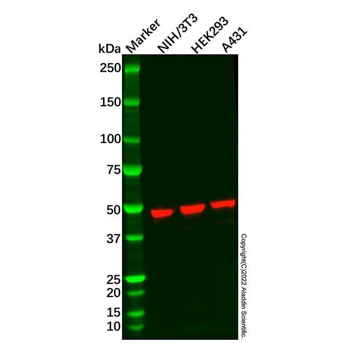 Recombinant AHA1 Antibody -    by Aladdin Scientific
