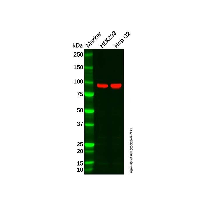AKAP 95 Antibody -    by Aladdin Scientific
