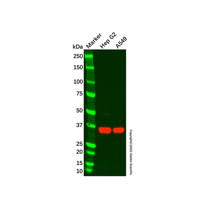 Recombinant AKR1C1/AKR1C2 Antibody -    by Aladdin Scientific