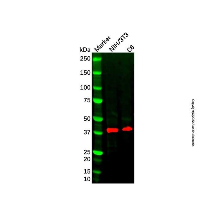Recombinant Alcohol Dehydrogenase Antibody -    by Aladdin Scientific