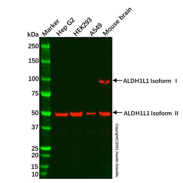 Recombinant ALDH1L1 Antibody -    by Aladdin Scientific