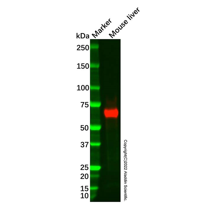 ALDH6A1 Mouse mAb -    by Aladdin Scientific