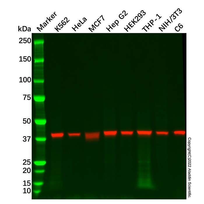 Recombinant Aldolase Antibody -    by Aladdin Scientific