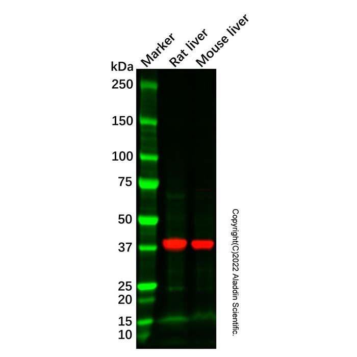Recombinant Aldolase B/C Antibody -    by Aladdin Scientific