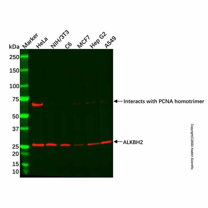 Recombinant ALKBH2 Antibody -    by Aladdin Scientific