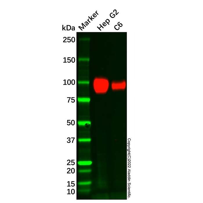 ATP1A1 Mouse mAb -    by Aladdin Scientific