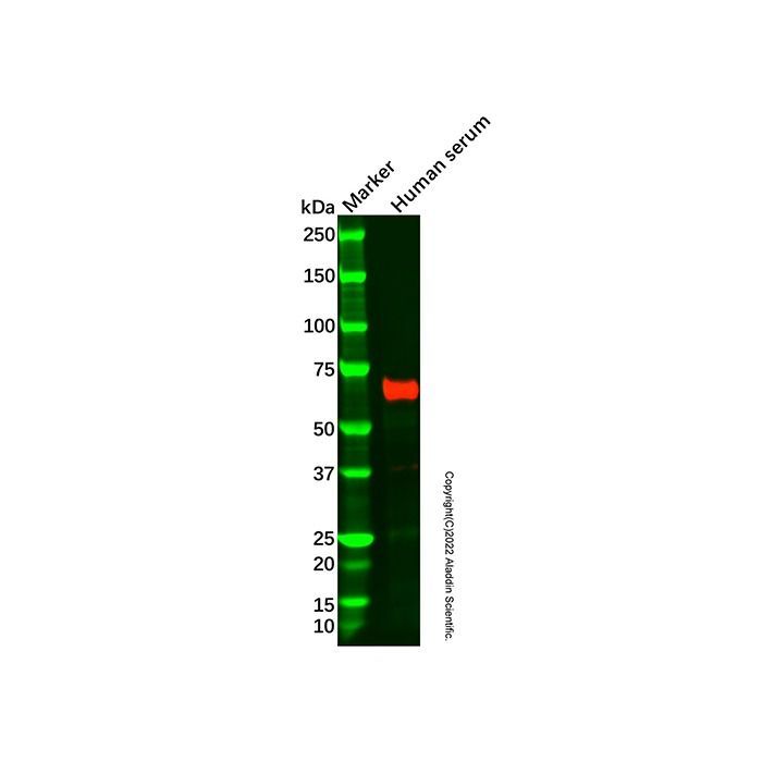 Alpha 2 Antiplasmin Mouse mAb -    by Aladdin Scientific