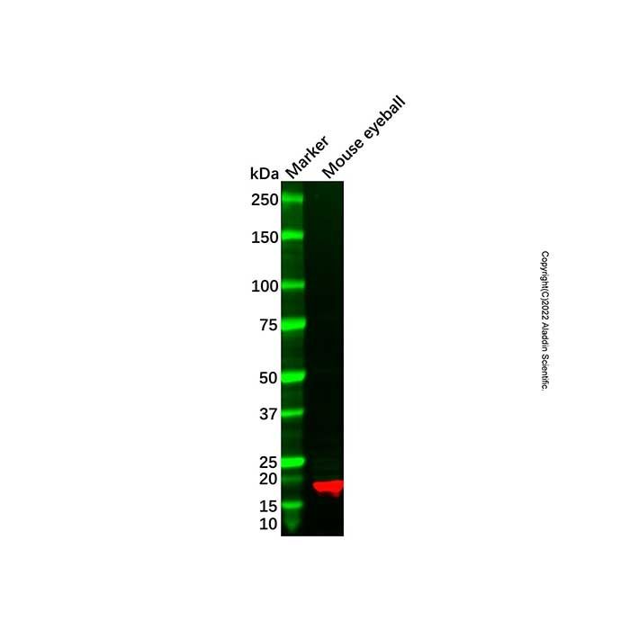 Recombinant CRYAA Antibody -    by Aladdin Scientific