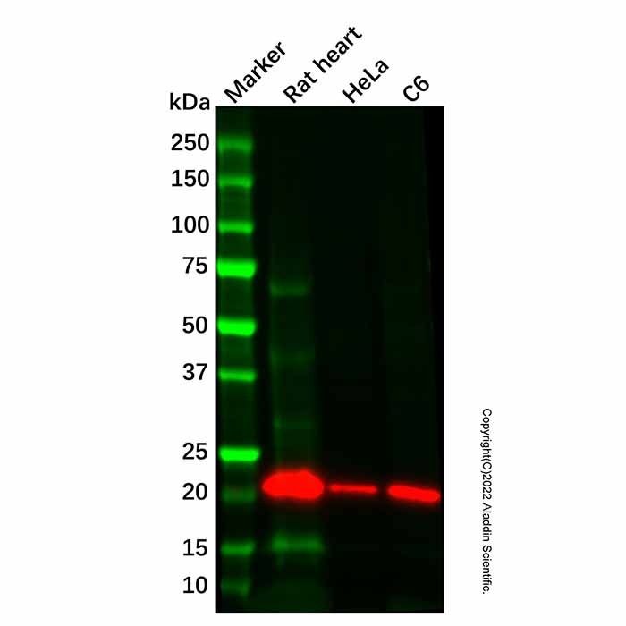 Recombinant Alpha B Crystallin Antibody -    by Aladdin Scientific