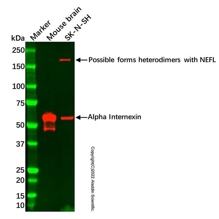 Alpha Internexin Mouse mAb - by Aladdin Scientific
