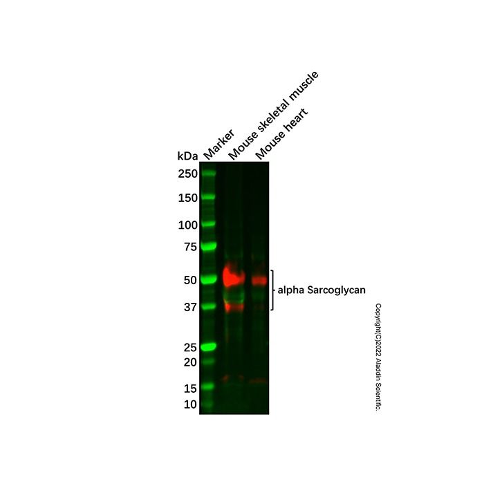 Recombinant alpha Sarcoglycan Antibody -    by Aladdin Scientific