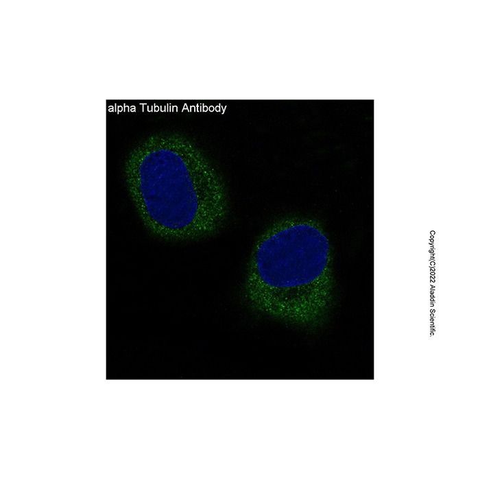 Recombinant alpha Tubulin Antibody -    by Aladdin Scientific
