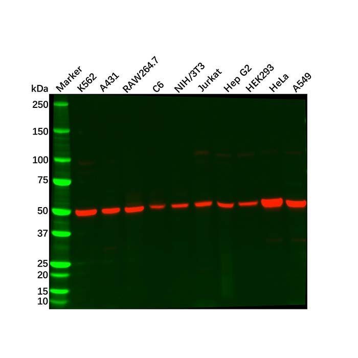 Recombinant Alpha Tubulin Antibody -    by Aladdin Scientific