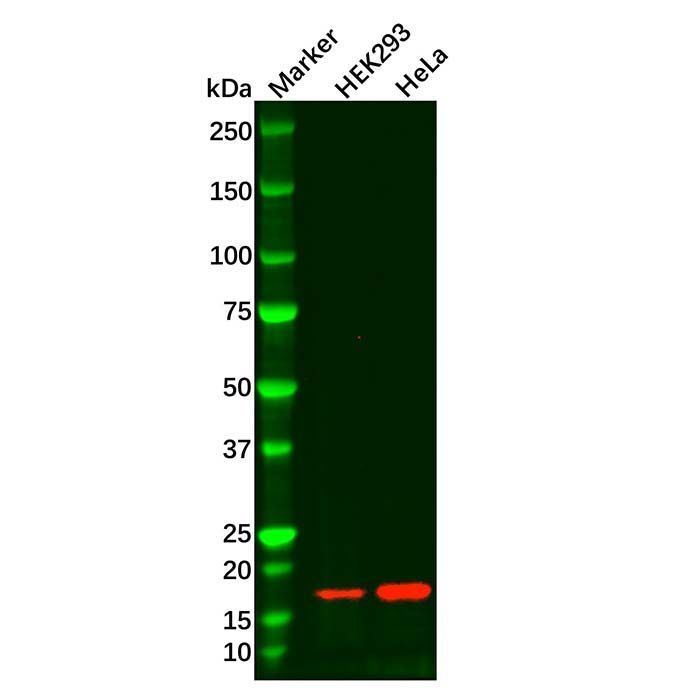 Recombinant alpha Synuclein Antibody -    by Aladdin Scientific