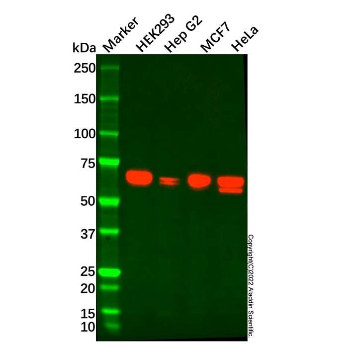 AMPK alpha 2 Mouse mAb -    by Aladdin Scientific