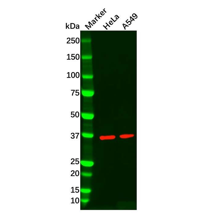 Recombinant AMPK gamma 1 Antibody -    by Aladdin Scientific