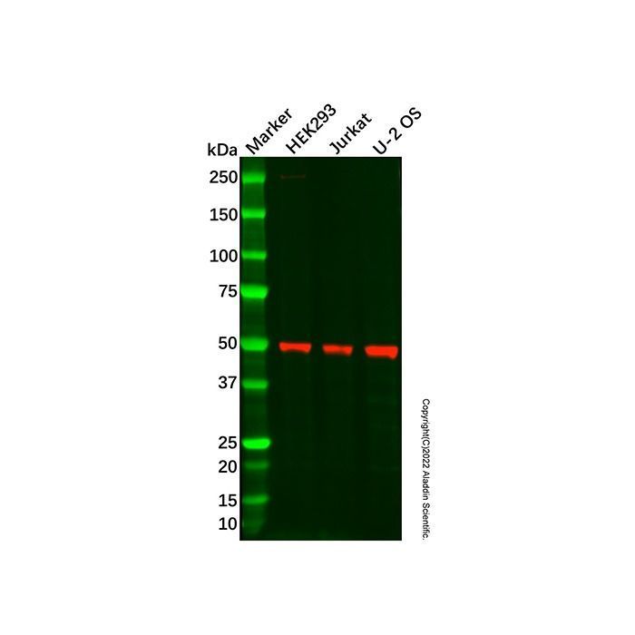 Recombinant AMSH Antibody -    by Aladdin Scientific