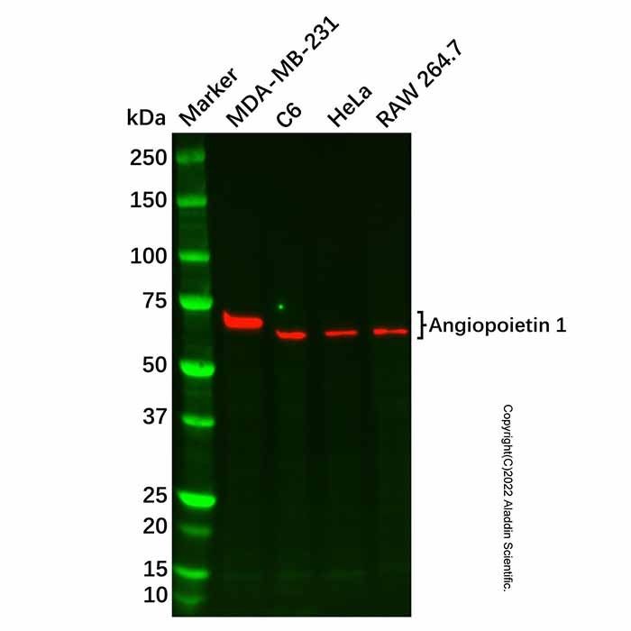 Recombinant Angiopoietin 1 Antibody -    by Aladdin Scientific