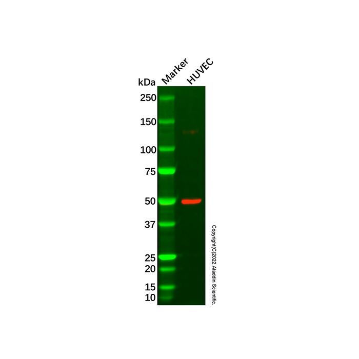 Recombinant Angiopoietin 2/ANG2 Antibody -    by Aladdin Scientific