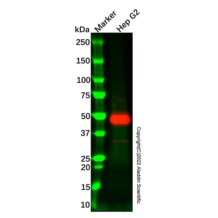 Recombinant Angiotensinogen Antibody -    by Aladdin Scientific