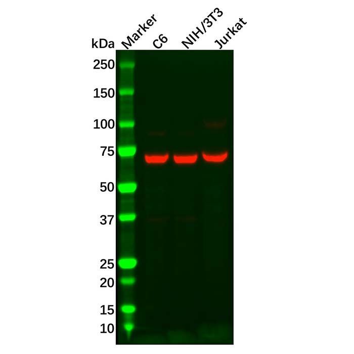 Recombinant Annexin-6/ANXA6 Antibody -    by Aladdin Scientific