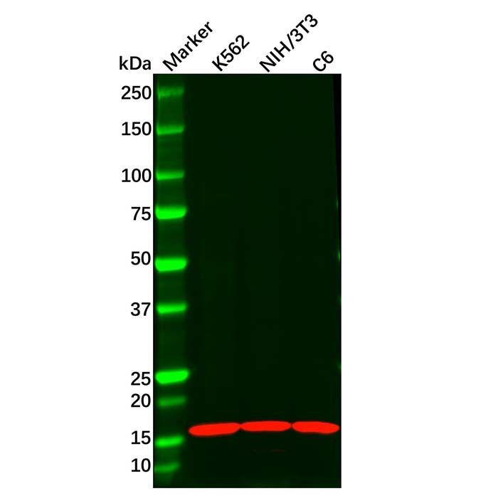 Recombinant Anterior Gradient 2 Antibody -    by Aladdin Scientific