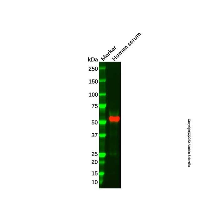 Recombinant Antithrombin III/ATIII Antibody -    by Aladdin Scientific