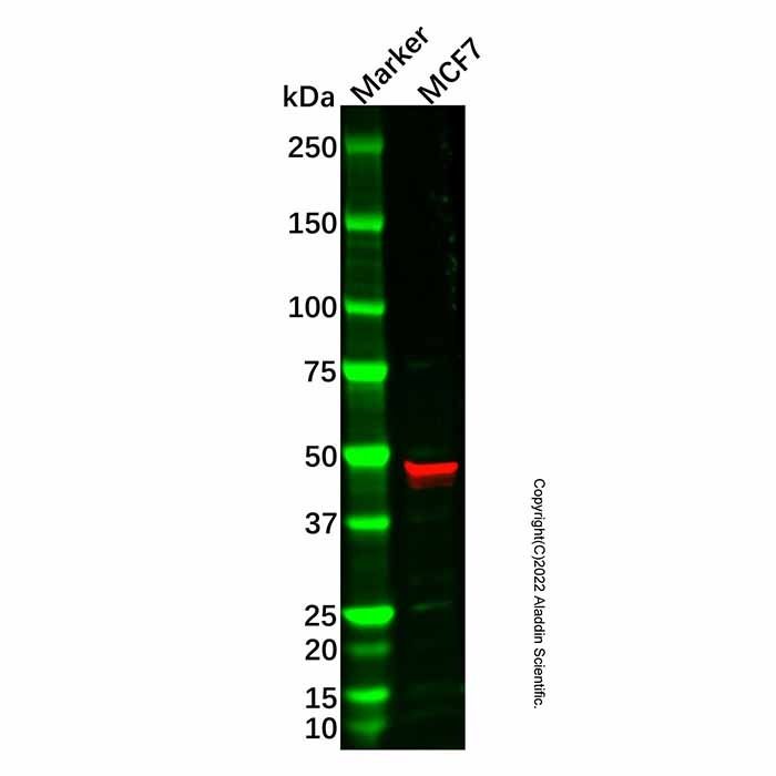 AP2 gamma/TFAP2C Antibody -    by Aladdin Scientific