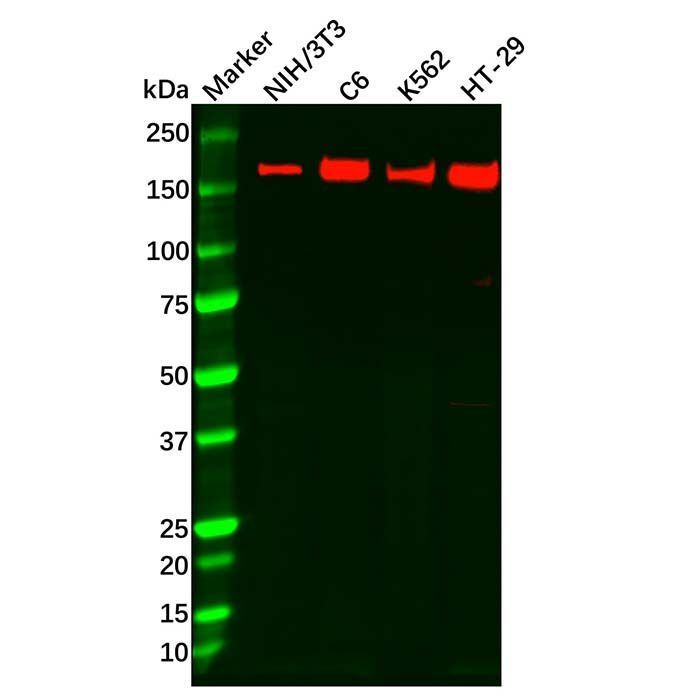 Recombinant APC Antibody -    by Aladdin Scientific