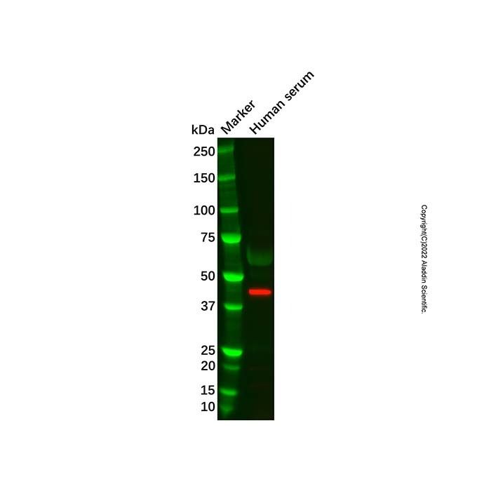 APOA4/Apo-AIV Mouse mAb -    by Aladdin Scientific