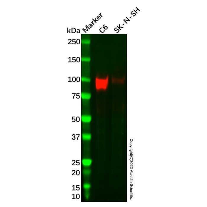 Recombinant ApoER2 Antibody -    by Aladdin Scientific