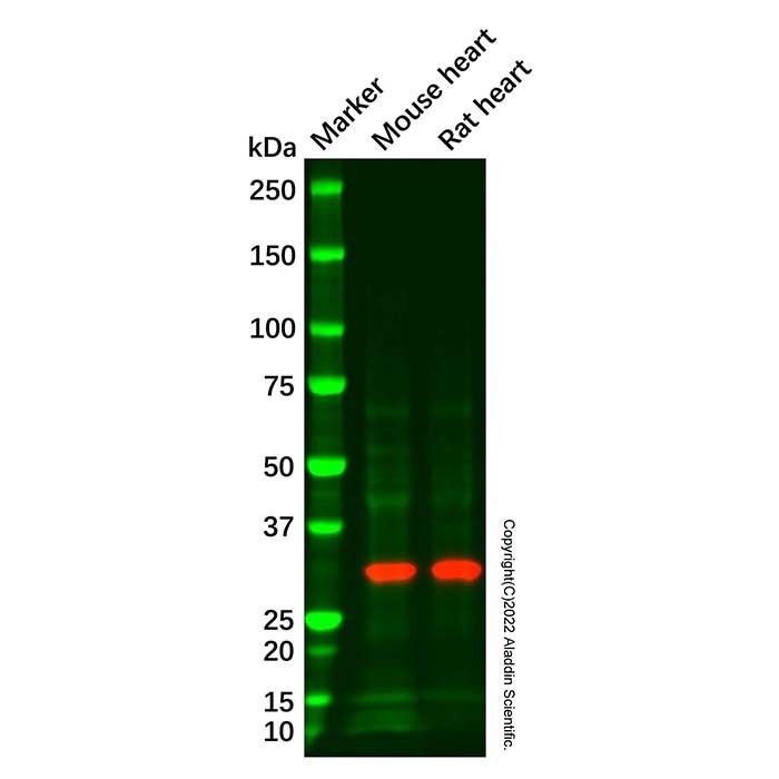 Apolipoprotein O like Antibody -    by Aladdin Scientific