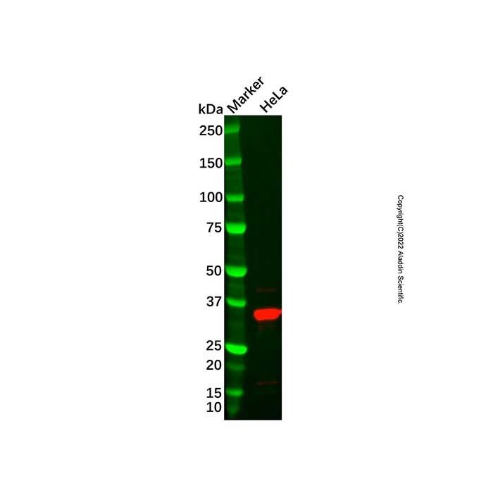 Recombinant APRIL/TNFSF13 Antibody -    by Aladdin Scientific