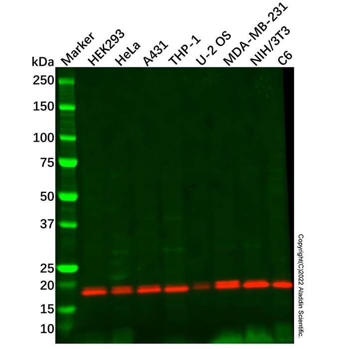 Recombinant ARF1 Antibody -    by Aladdin Scientific