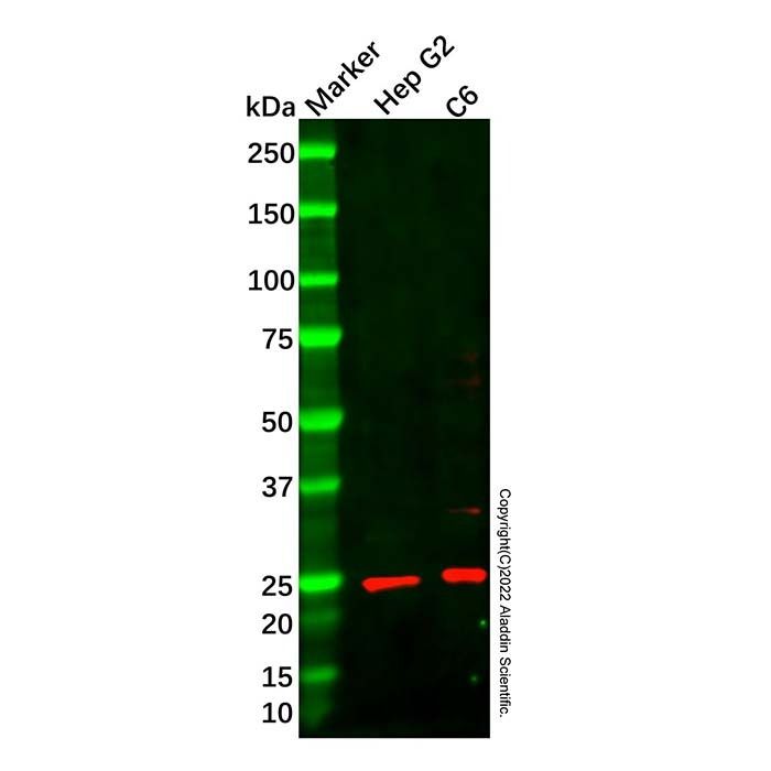 Recombinant ARFRP1/ARP Antibody -    by Aladdin Scientific