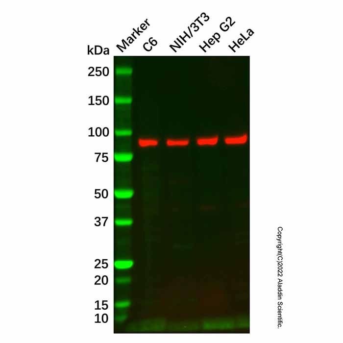ARHGAP27 Antibody -    by Aladdin Scientific