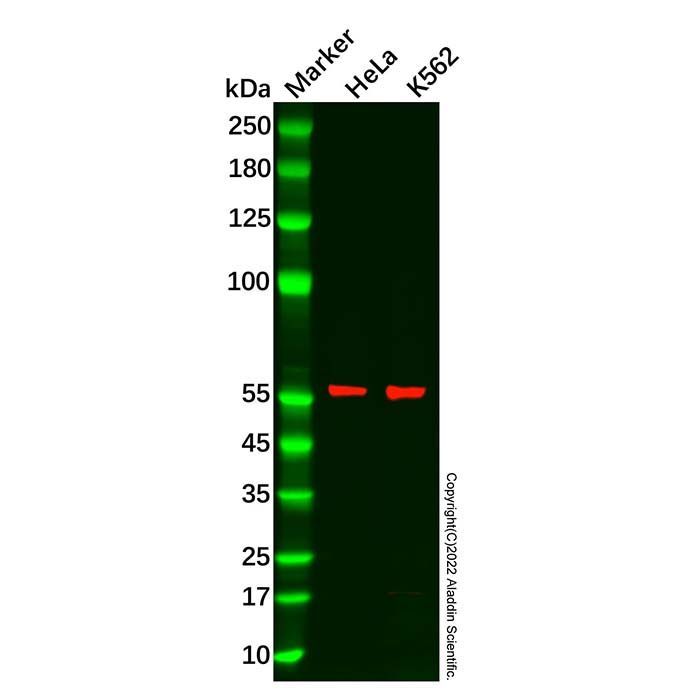 ARIH2/TRIAD1 Antibody -    by Aladdin Scientific