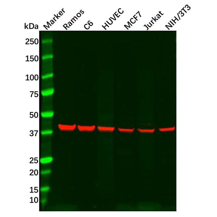 Recombinant Arp2 Antibody -    by Aladdin Scientific