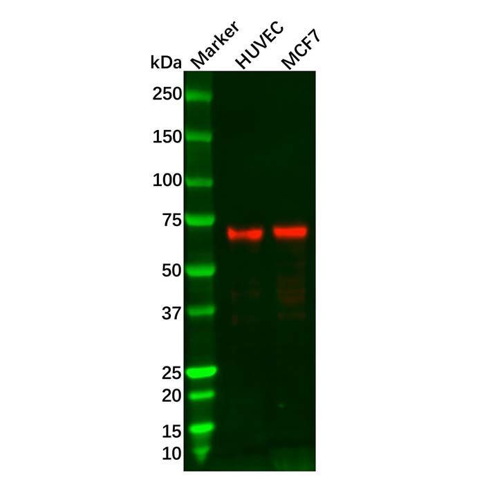 Recombinant ATF2 Antibody -    by Aladdin Scientific