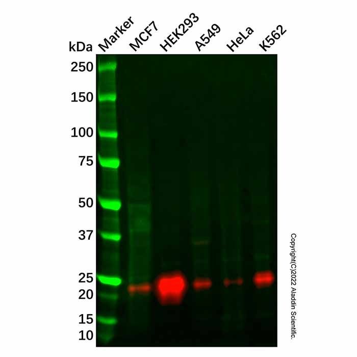 Recombinant ATF3 Antibody -    by Aladdin Scientific