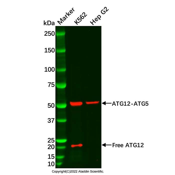 Recombinant ATG12 Antibody -    by Aladdin Scientific
