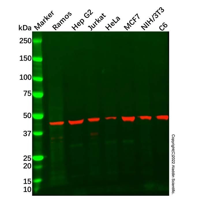 Recombinant ATG4B Antibody - by Aladdin Scientific