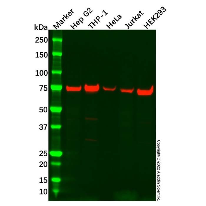 ATG7 Antibody -    by Aladdin Scientific