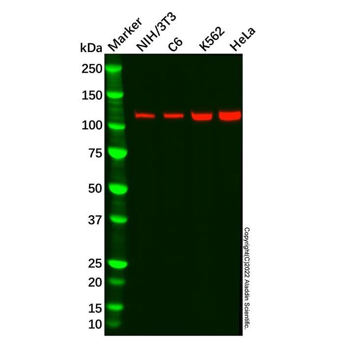Recombinant ATP citrate lyase Antibody -    by Aladdin Scientific