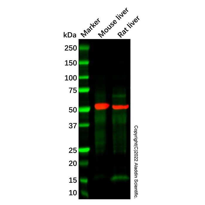Recombinant ATP5A Antibody -    by Aladdin Scientific