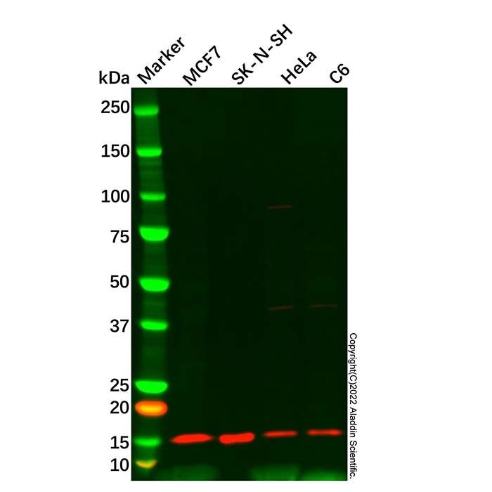 ATP6J/ATP6V1G1 Antibody -    by Aladdin Scientific