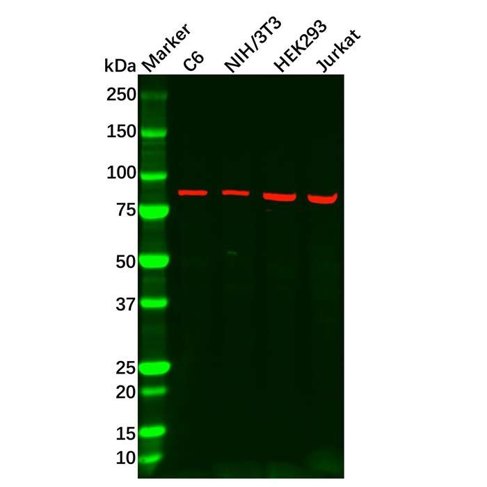 Recombinant Axin 2 Antibody -    by Aladdin Scientific