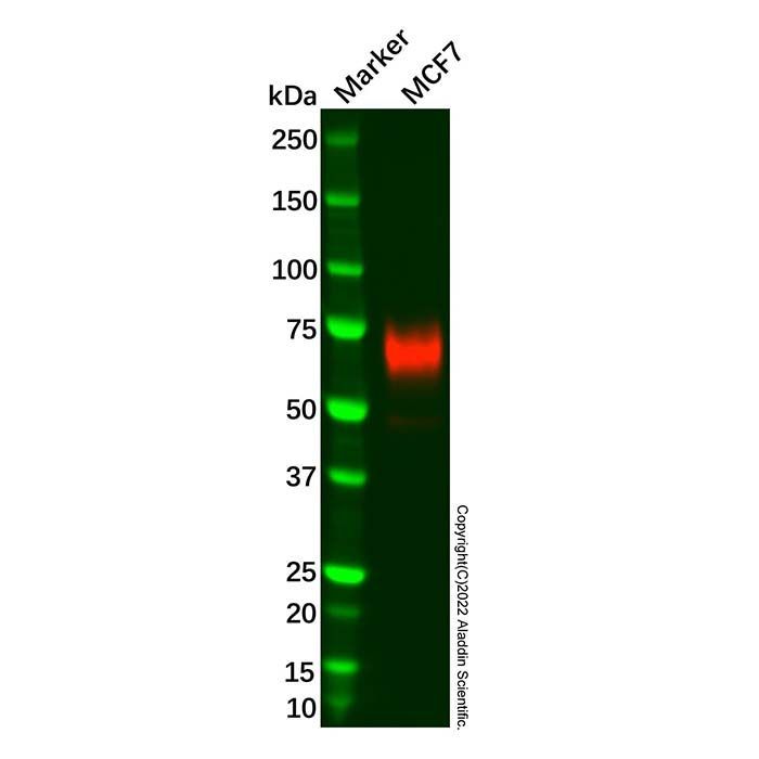 Recombinant B7H4 Antibody -    by Aladdin Scientific
